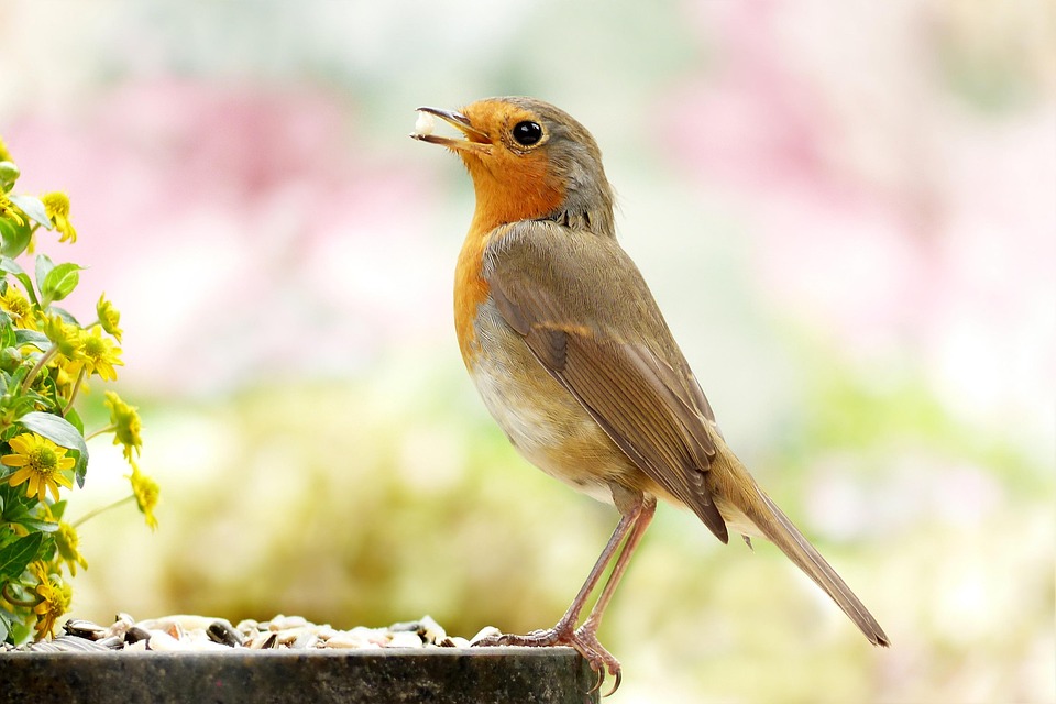 Photo for article 'Wish your neighbourhood birds a very BERRY Christmas!'